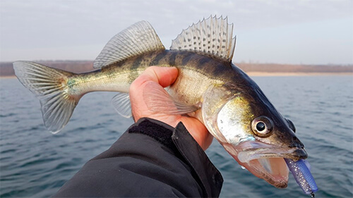 Судак на копию Zman Minnowz