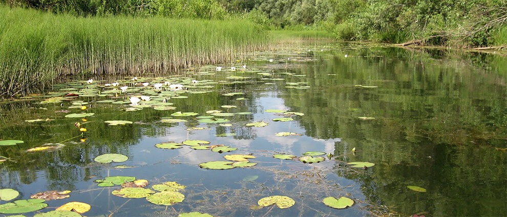 Типичный водоём заросший травой, где ловиться щука