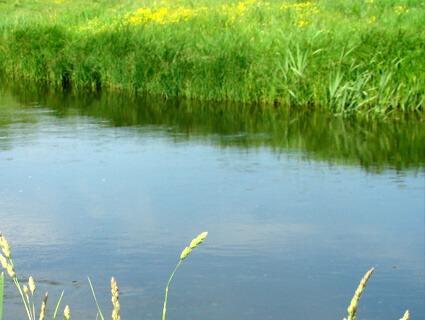 Явно выраженная кромка, граница травы на водоёме